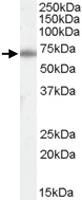 Anti-XRCC6 Goat Polyclonal Antibody