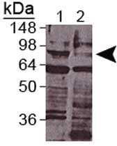 Anti-DAF3 Rabbit Polyclonal Antibody