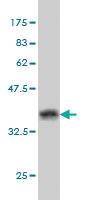 Anti-BAG1 Mouse Monoclonal Antibody [clone: 4E2]