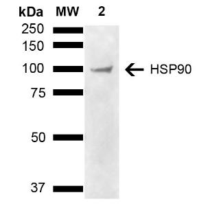 Western blot analysis of human Cervical cancer cell line (HeLa) lysate showing detection of ~90 kDa HSP90 alpha/beta protein using Anti-HSP90 alpha + beta Antibody (A305060) at 1:1,000 for 2 hours at room temperatur