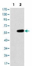 Anti-MAP3K2 Mouse Monoclonal Antibody [clone: 4B4]