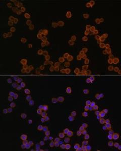 Immunofluorescence analysis of RAW264 7 cells using Anti-CD44 Antibody (A93018) at a dilution of 1:100 DAPI was used to stain the cell nuclei (blue)