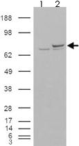 Anti-XRCC6 Goat Polyclonal Antibody