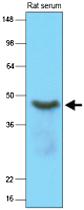 Anti-SERPINA12 Mouse Monoclonal Antibody [clone: 1C4]