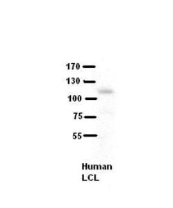 Anti-COL6A1 Rabbit Polyclonal Antibody