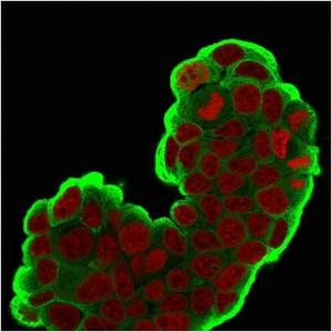 Immunofluorescent analysis of PFA fixed MCF-7 cells stained with Anti-HSP27 Antibody [SPM252] followed by Goat Anti-Mouse IgG (CFand#174; 488) (Green). Nuclear counterstain is RedDot