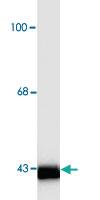 Anti-ACTA1 Mouse Monoclonal Antibody [clone: C4]