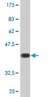 Anti-MXI1 Mouse Monoclonal Antibody [clone: 1F3]