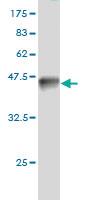 Anti-BAG1 Mouse Monoclonal Antibody [clone: 2D3]