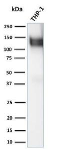 Western blot analysis of human THP-1 cell lysate using Anti-CD31 Antibody