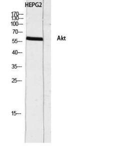 Anti-pan-AKT Rabbit Polyclonal Antibody