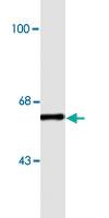 Anti-NELFB Mouse Monoclonal Antibody