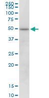 Anti-KCTD18 Mouse Polyclonal Antibody