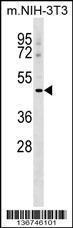 Anti-MSR1 Rabbit Polyclonal Antibody (PE (Phycoerythrin))