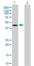 Anti-KCTD18 Mouse Polyclonal Antibody