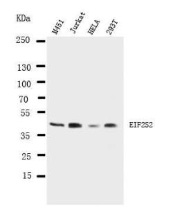 Anti-EIF2S2 Rabbit Polyclonal Antibody