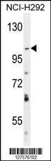 Anti-DAGLA Rabbit Polyclonal Antibody (FITC (Fluorescein Isothiocyanate))