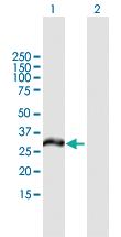 Anti-MCTP2 Mouse Polyclonal Antibody