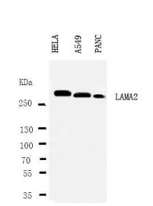 Anti-Laminin 2 alpha Rabbit Polyclonal Antibody