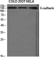 Anti-pan Cadherin Rabbit Polyclonal Antibody