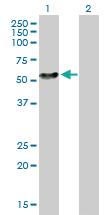 Anti-NEK2 Mouse Polyclonal Antibody