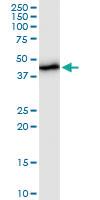 Anti-UQCRC2 Mouse Polyclonal Antibody