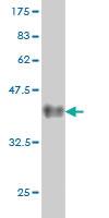 Anti-BAG1 Mouse Monoclonal Antibody [clone: 4C10]