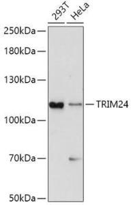 Western blot analysis of extracts of various cell lines, using Anti-TRIM24 Antibody (A8648) at 1:1000 dilution