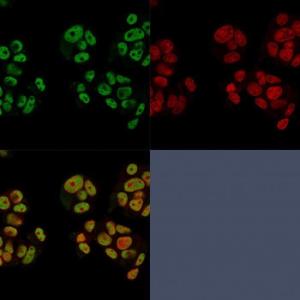 Immunofluorescent analysis of PFA fixed MCF-7 cells stained with Anti-Heregulin Antibody [NRG1/2752] followed by Goat Anti-Mouse IgG (CFand#174; 488) (Green). Nuclear counterstain is RedDot (Red)