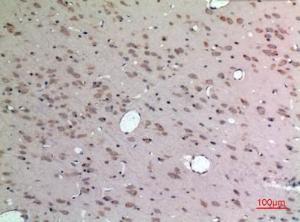 Immunohistochemical analysis of paraffin-embedded rat brain using Anti-APLN Antibody