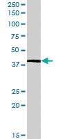 Anti-IL12B Goat Polyclonal Antibody