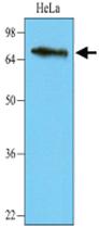 Anti-WHSC1L1 Mouse Monoclonal Antibody [clone: 2E9]