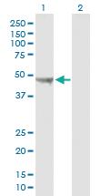 Anti-UQCRC2 Mouse Polyclonal Antibody