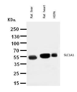 Anti-EAAT3 Rabbit Polyclonal Antibody