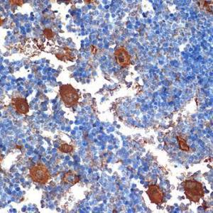 Immunohistochemistry analysis of paraffin-embedded mouse bone marrow using Anti-PF4 Antibody [ARC2076] (A307846) at a dilution of 1:100 (40X lens). Perform microwave antigen retrieval with 10 mM Tris/EDTA buffer pH 9.0 before commencing with IHC staining protocol