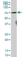 Anti-NEK2 Mouse Polyclonal Antibody