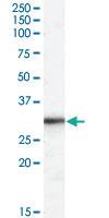 Anti-RPL8 Goat Polyclonal Antibody