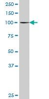 Anti-MCTP2 Mouse Polyclonal Antibody