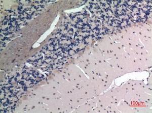 Immunohistochemical analysis of paraffin-embedded rat brain using Anti-APLN Antibody