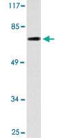 Anti-GAS6 Rabbit Polyclonal Antibody