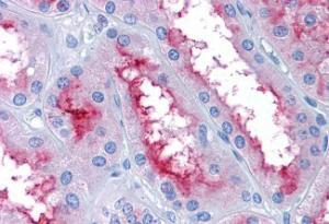 Anti-GCC2 Antibody (A83322) (3.75 µg/ml) staining of paraffin embedded Human Kidney. Steamed antigen retrieval with citrate buffer pH 6, AP-staining