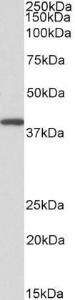 Antibody anti-GNAQ 100 µg