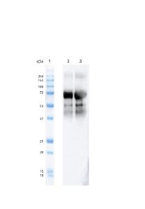 Western blot analysis of baculovirus-expressed human Tau 2N4R monomer showing detection of Tau protein phosphorylated at Thr217 using Anti-Tau (phospho Thr217) Antibody [15B7] (A305063) at 1:1,000 for 1 hour at room temperatur