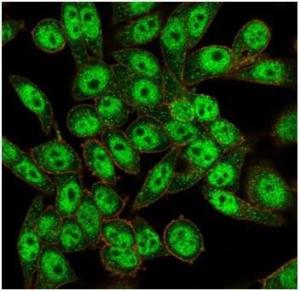 Immunofluorescent analysis of PFA-fixed HeLa cells stained with Anti-FOXL1 Antibody [PCRP-FOXL1-1F8] followed by Goat Anti-Mouse IgG (CF&#174; 488) (Green). CF&#174; 640A Phalloidin (Red).