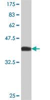 Anti-PIK3C2B Mouse Polyclonal Antibody