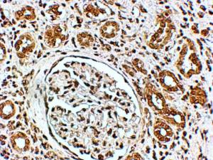 Anti-VPS41 Antibody (A83323) (4 µg/ml) staining of paraffin embedded Human Kidney. Steamed antigen retrieval with citrate buffer pH 6, HRP-staining. Similar results were obtained after antigen retrieval at pH 9