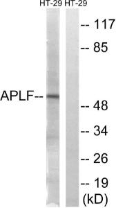 Western blot analysis of lysates from HT-29 cells using Anti-APLF Antibody. The right hand lane represents a negative control, where the antibody is blocked by the immunising peptide