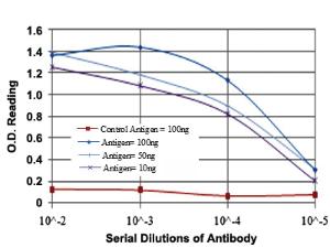 Anti-MAPK3 Mouse Monoclonal Antibody [clone: 1E5]