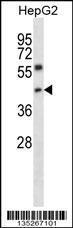 Anti-NFYC Rabbit Polyclonal Antibody (Biotin)