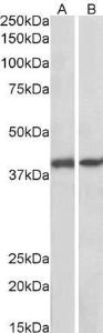 Antibody anti-GNAQ 100 µg